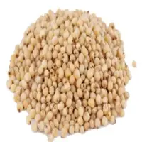Sorghum