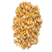 Maize