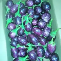 Fresh Brinjal