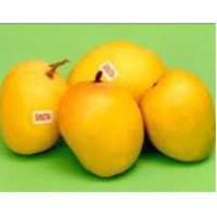 Fresh Mango