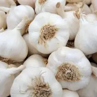 Garlic
