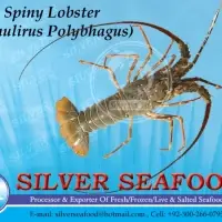 Mud Spiny Lobster