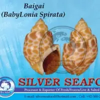 Top Shell, Babylonia Spirata And Baigai Seafood