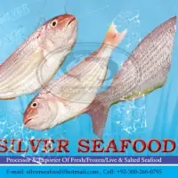 Threadfin Bream (Nemipterus Japonicus)