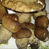 Mushrooms