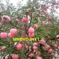 Fuji Apple