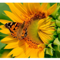Sunflower Oil