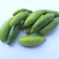 Ivy Gourd