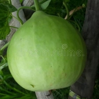 Round Bottle Gourd