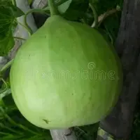 Round Bottle Gourd
