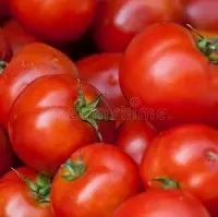 Tomato