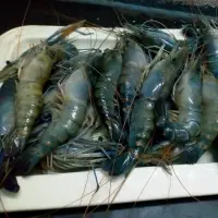 Shrimps