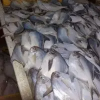 Pomfret Fish