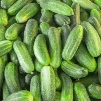 Cucumber