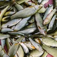 Rohu Fish