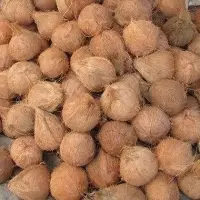 Semi Husk Coconut