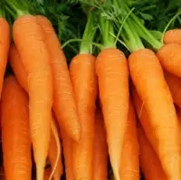 Fresh Carrot