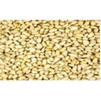 Pine Nut Kernel