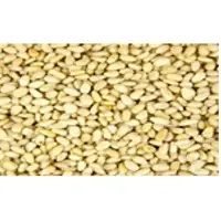 Pine Nut Kernel