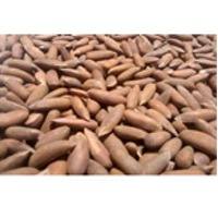 Pine Nut With Shell
