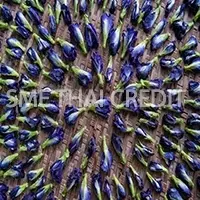 Butterfly Pea