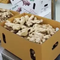Ginger