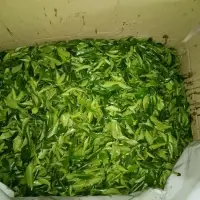 Curry Leaves