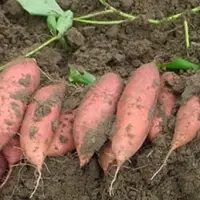 Sweet Potato