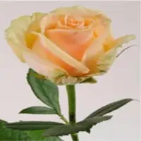 Peach Avalanche
