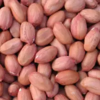 Ground Nuts Or Peanut Kernels