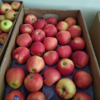Royal Gala Apples