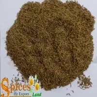 Caraway Seed