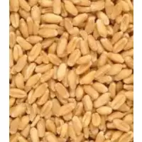 Wheat