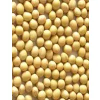 Soybeans