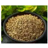 Oregano