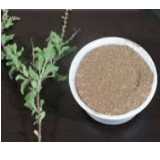 Tulsi Seeds & Powder