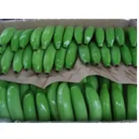 Cavendish Banana