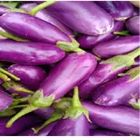 Brinjal