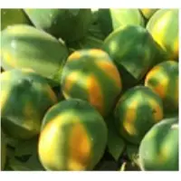Papaya