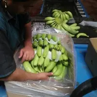 Cavendish Banana