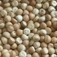 Areca Nuts