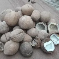 Coconut Copra