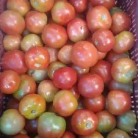 Tomato