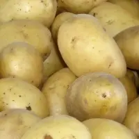 Potato