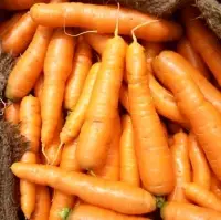 Carrot