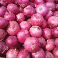 Onion