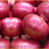 Onion