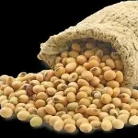 Soya Bean And Toasted Soya Bean Powder