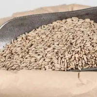 Whole Grain Rye