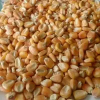 Organic Yellow Maize (Animal Feed)